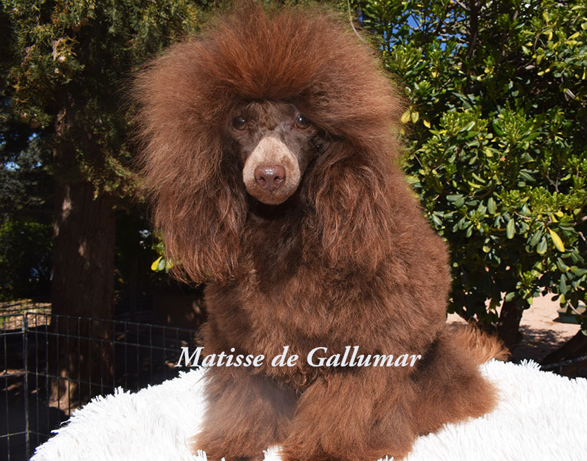 Machos de Caniche toy