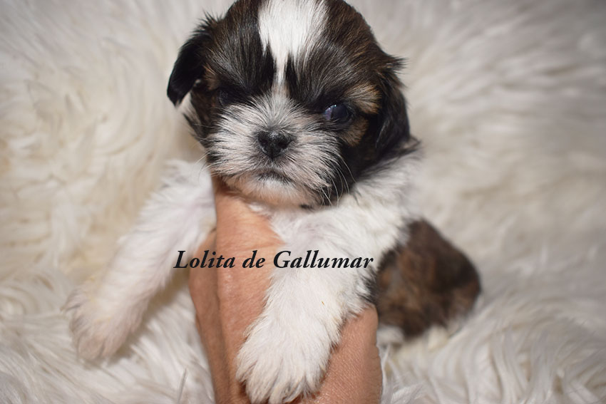 Cachorros de Shih tzu exclusivos