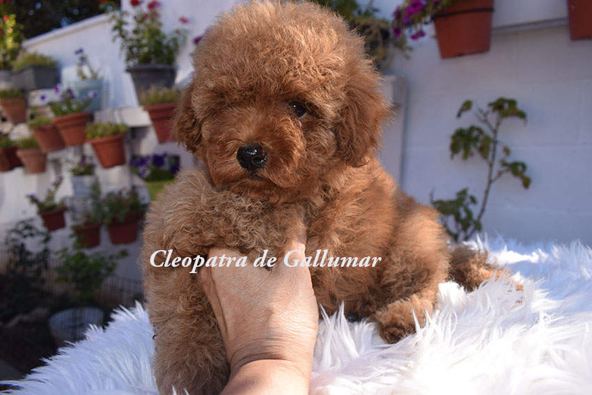 Cachorros de Caniche Toy preciosos