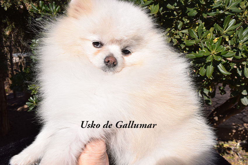 Machos Pomerania