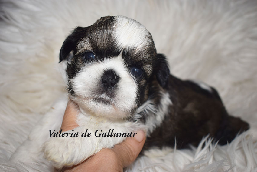 Cachorros de Shih Tzu exclusivos