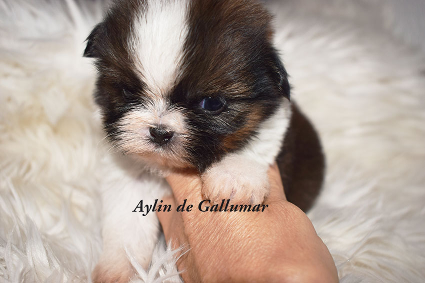 Cachorros de Shih Tzu exclusivos