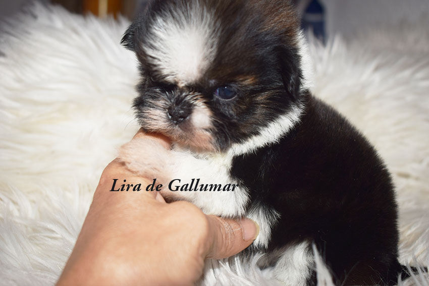 Cachorros de Shih Tzu exclusivos