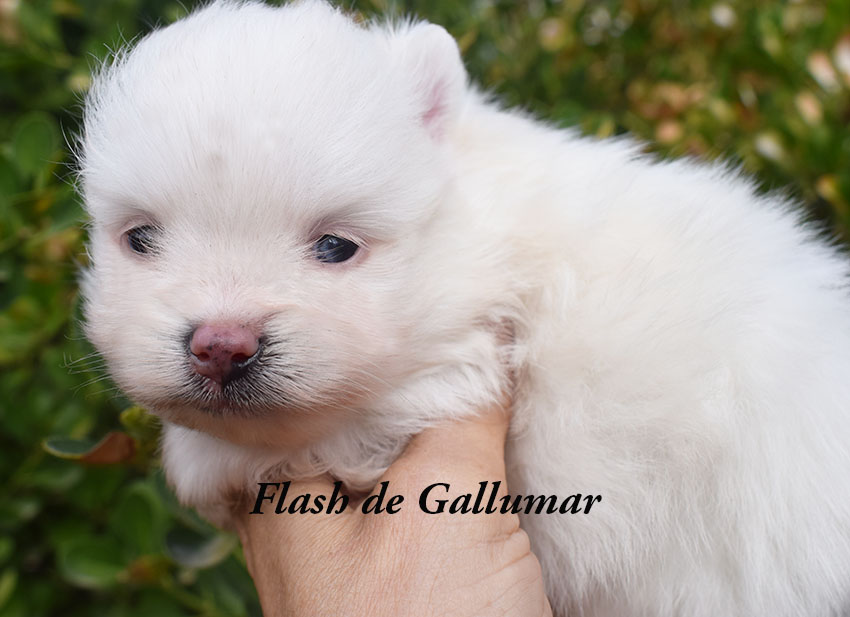 Cachorros de pomerania miniatura