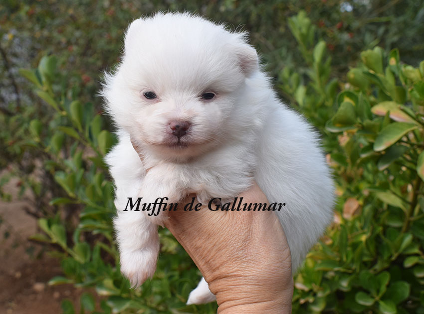 Cachorros pomerania miniatura
