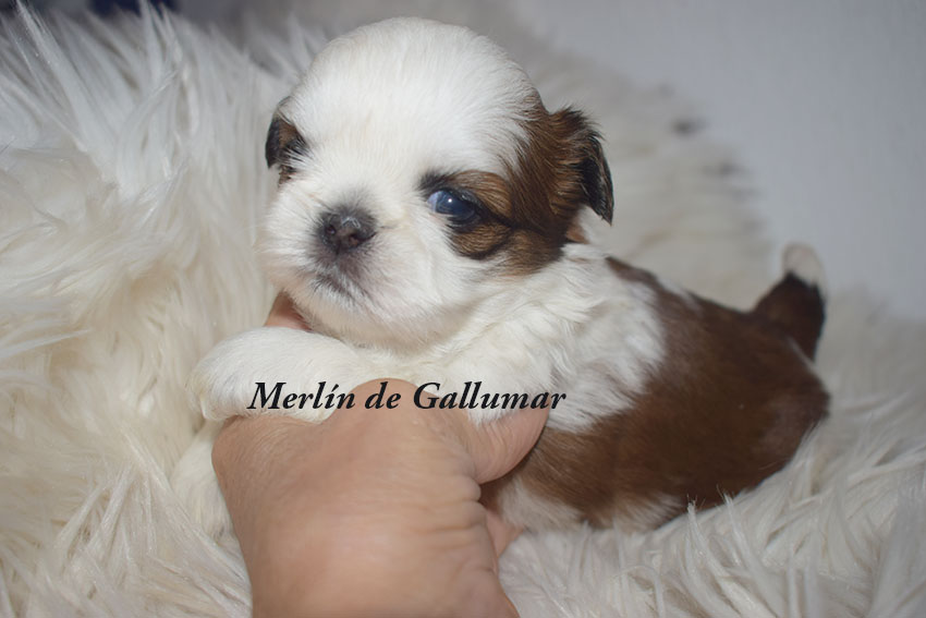 Cachorros de Shih tzu exclusivos