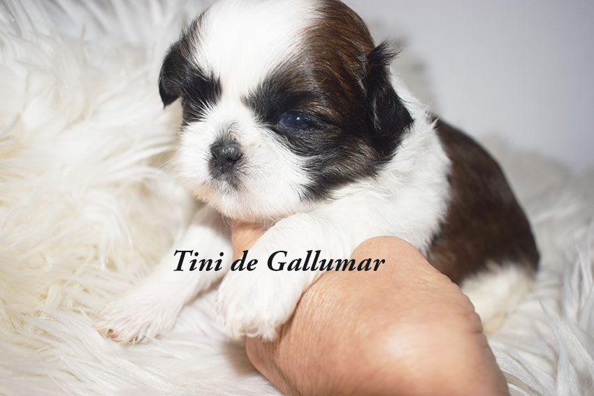 Cachorros de Shih Tzu exclusivos