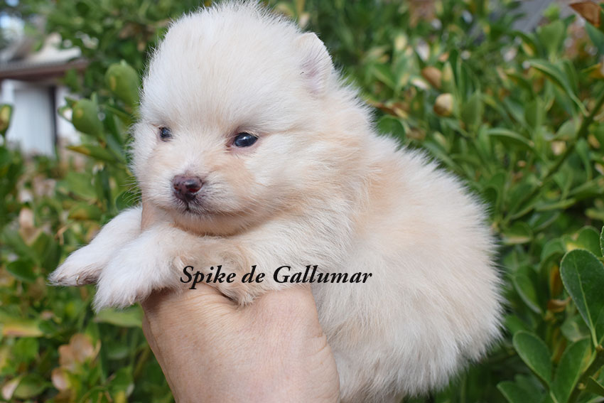 Cachoros de pomerania miniatura