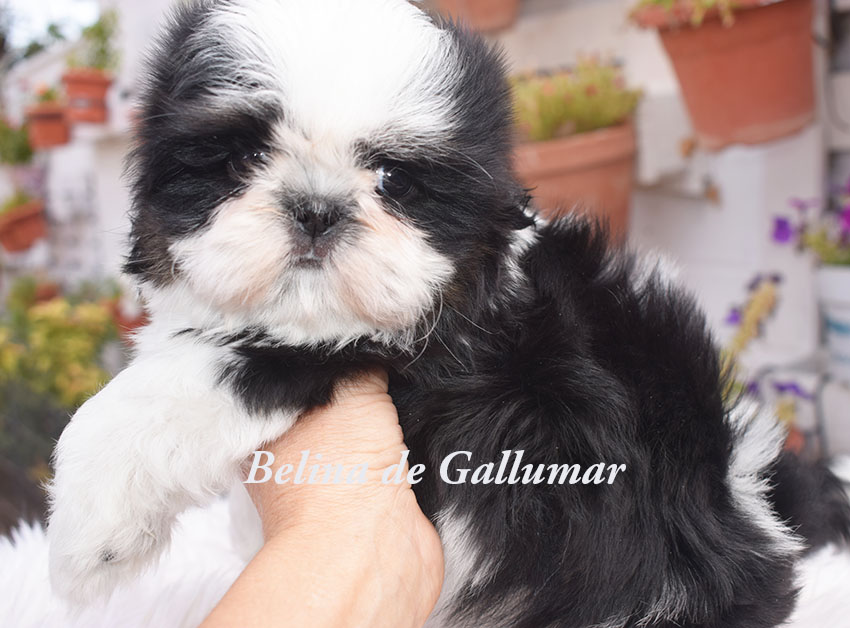 Cachorros de Shih Tzu exclusivos
