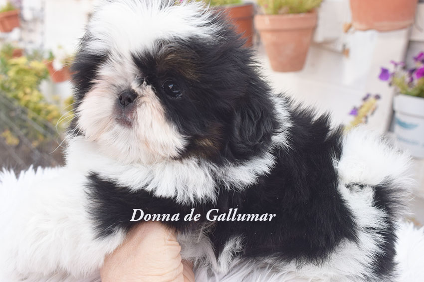 Cachorros de Shih Tzu exclusivos