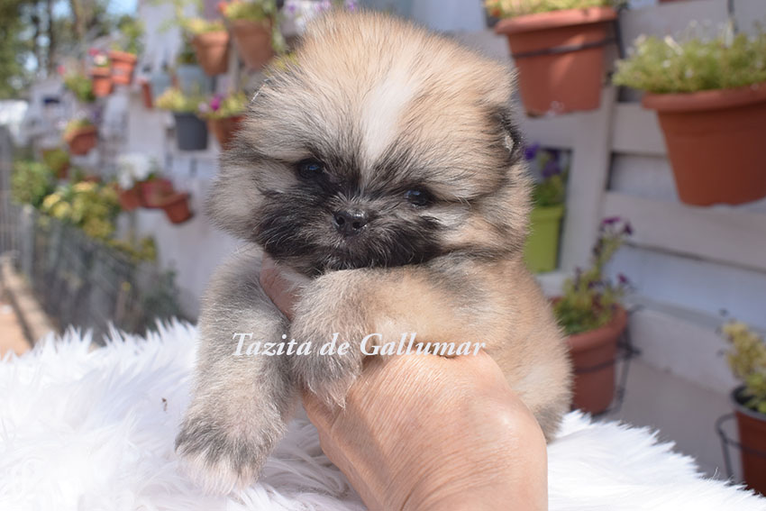Cachorros de pomerania miniatura