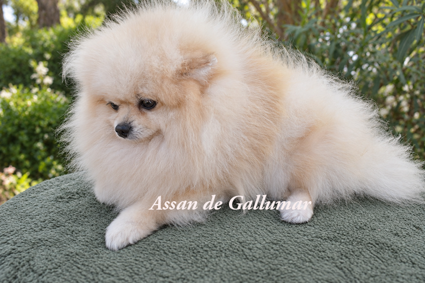 Machos Pomerania
