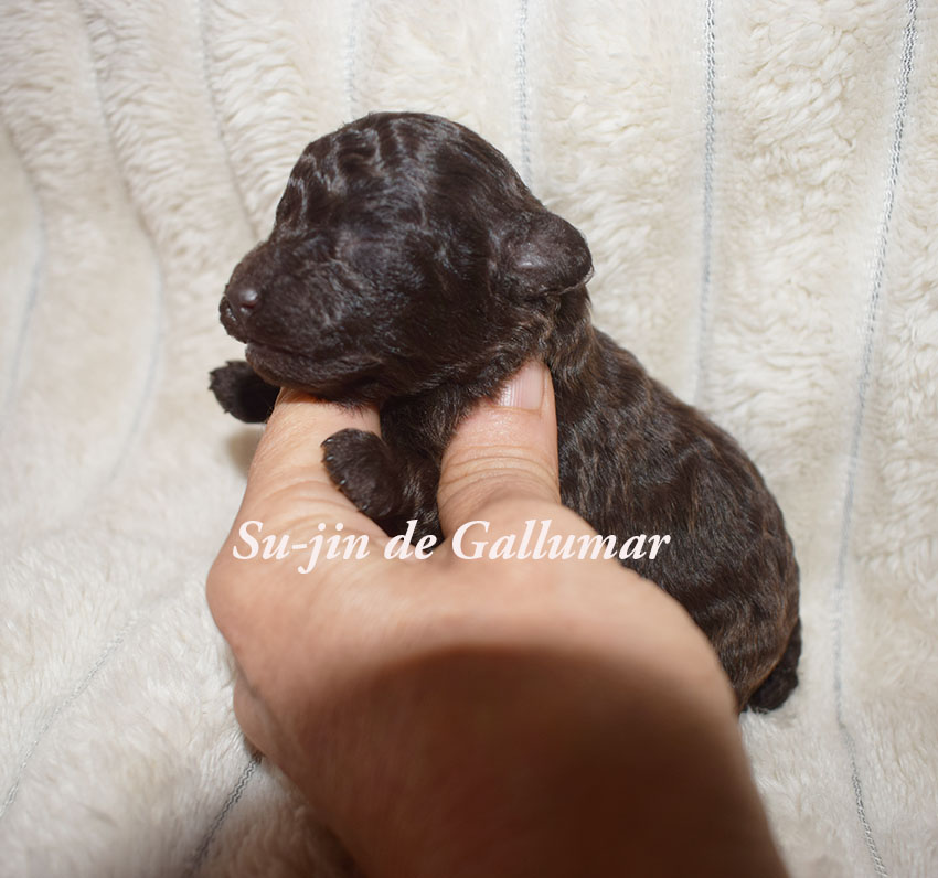 Cachorros Caniche toy preciosos