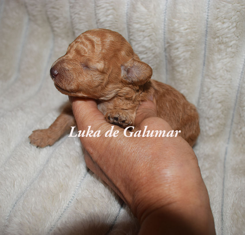 Cachorros Caniche toy preciosos