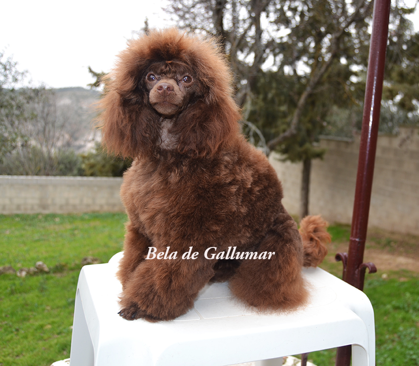 Cachorros Caniche Toy preciosos